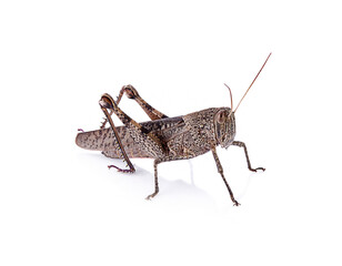  bombay locust isolated on a white