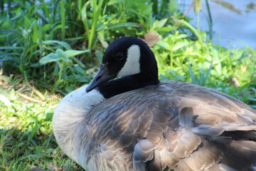 Goose In The Shade, Willaim Hawrelak Park, Edmonton, Alberta