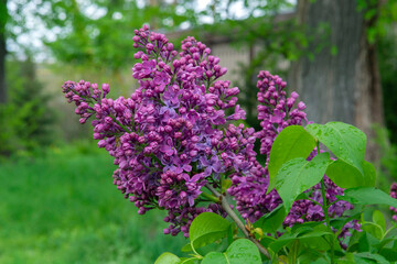 Obraz premium lilac flowers in the garden