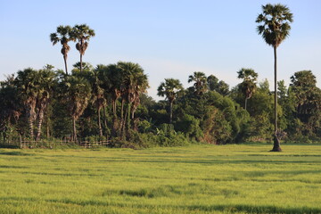 Cambodia. Farmers grow rice near their homes in the city of Siem Reap. Siem Reap province. 