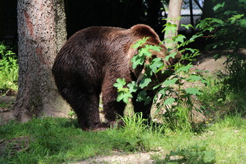a brown bear