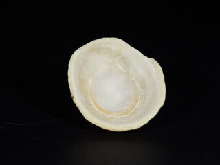 Shells of the mediterranean sea and atlantic ocean on a black background