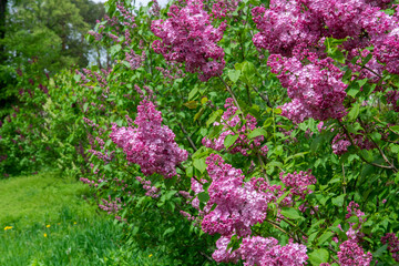 Fototapeta premium Blooming lilacs in the garden