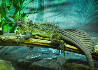 Green lizard on wood.