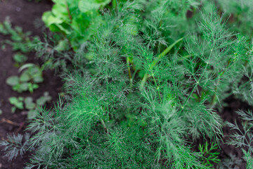 Natural spices, dill in drops of morning dew