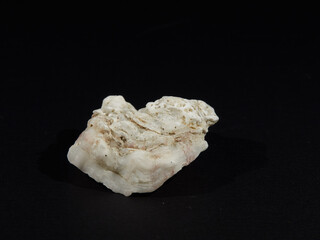 Shells of the mediterranean sea and atlantic ocean on a black background