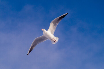 seagull in flight