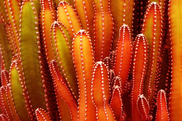 Closeup Red Cactus Plant or Call Cereus sp. Fairy castle cactus . Nature Purple Desert Plant...
