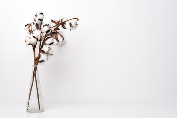 Twigs of cotton in a glass cone vase on white (light) background