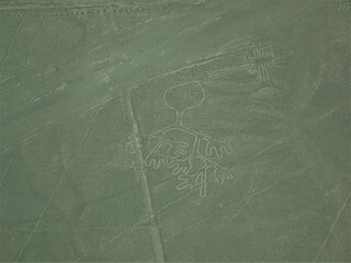 [Peru] The Phytomorphic geoglyph, Lines and Geoglyphs of Nasca (Nazca)
