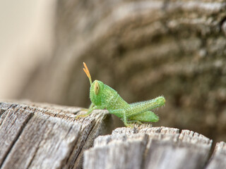 Anacridium aegyptium Egyptian Locust