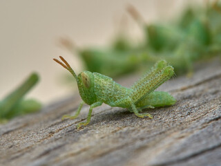 Anacridium aegyptium Egyptian Locust