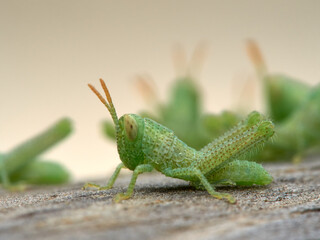Anacridium aegyptium Egyptian Locust