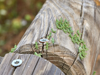 Anacridium aegyptium Egyptian Locust