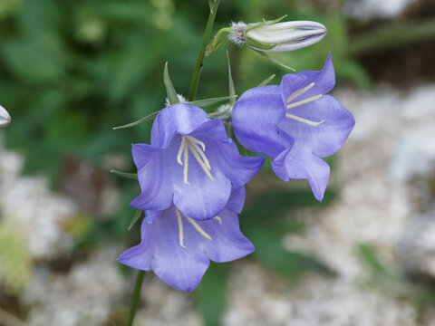 (Campanula persicifolia) Grappe de fleurs d'une campanule &agrave; feuilles de p&ecirc;cher ou campanule de Perse sur tige droite