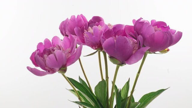 Beautiful pink Peony bouquet background. Blooming peony flowers open, time lapse, close-up. Wedding backdrop, macro, easter, spring, Love, birthday, valentine's day, holidays concept, timelapse.