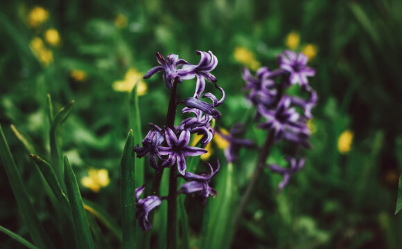 Nature background. Purple hyacinth on a background of green grass. Lilac-blue hyacinth flower. Spring flora blooming hyacinth. The flower variety is Splendid Cornelia. Hyacinth variety Miss Saigon.
