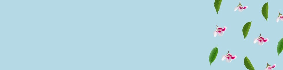 Large format blue background with flowers in bloom and leaves. Minimal concept banner with copy space.