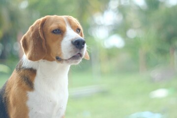 portrait of a beagle at the garden