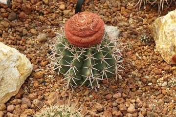 Cercles muraux Cactus Turk's Cap Cactus or Melocactus matanzanus  is a genus of cactus and a small, slow grower that's topped by coppery-colored spines and pink flowers with blurred background.