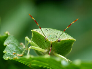 Green shield bugs, Nezara viridula