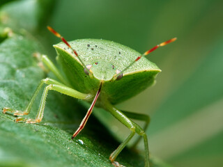 Green shield bugs, Nezara viridula