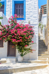 Fototapeta na wymiar Traditional cycladitic alley with narrow street, whitewashed houses and a blooming bougainvillea, in ano Syros Greece