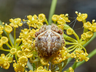Angular Orbweb Spiders, Araneus angulatus