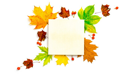 Naklejka na ściany i meble Leaf autumn. Colourful dried leaves, red berries in autumn composition isolated on white background. Template fall harvest thanksgiving halloween anniversary invitation cards.