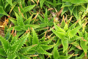 Closeup Green Sunset Aloe vera plant or call Aloe dorotheae hybrid - Green Desert Succulent plant Texture backdrop - Fresh Herbal houseplant 