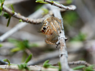 Jumping spider, Thyene imperialis