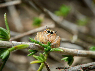 Jumping spider, Thyene imperialis