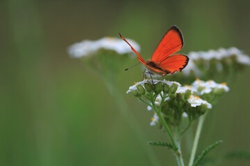 Lycaena virgaureae, Scarce Copper. Achillea millefolium, yarrow, common yarrow. Bright red butterfly with spread wings sits on white yarrow flower in green meadow on summer day. Butterfly flower.