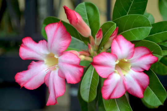 A Closeup picture of pink desert roses or pink azalea flowers with blurred backgrounds stock photo (Adenium)