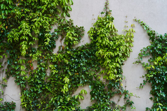 The Green Creeper Plant on a wall. Background. High-quality photo © Dima Anikin
