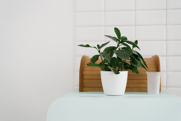 A houseplant in a white pot is in the house. The interior of the room in the Scandinavian style