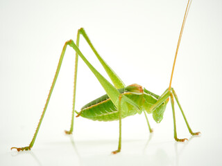Grasshopper with long legs. Genus odontura.