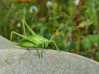 Grasshopper with long legs. Genus odontura.