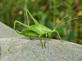 Grasshopper with long legs. Genus odontura.