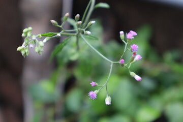 Beautiful flowers in the garden