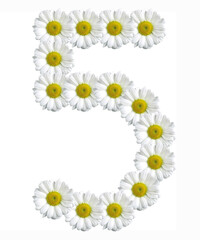 figure five of flowers daisies on a white background