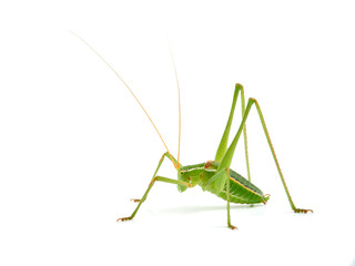 Grasshopper with long legs. Genus odontura.