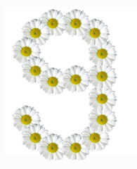 Fototapeta premium figure nine of flowers daisies on a white background