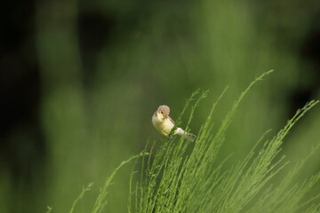 Melodious warbler ( Hippolais polyglotta) perched.