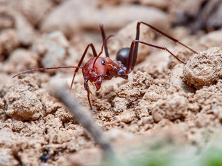 Sahara Ants, Genus Cataglyphis.