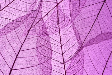 Beautiful Leaf veins texture, Abstract autumn background of Skeleton leaves Bright purple