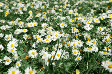 A field of white daisies in the summer sun