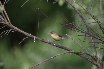 A Melodious warbler perched