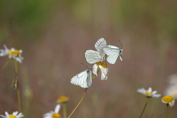 A flutter of Black-veined white butterflies around a flower.