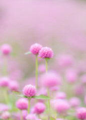 ピンク色の花畑